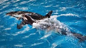 The final SeaWorld killer whale is born