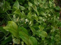 Image result for Asparagus asparagoides