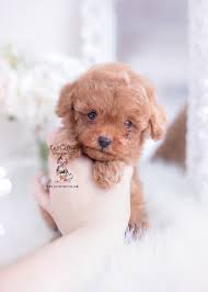 Teacup puppies for sale in panama city florida témájú fotók. Red Toy Poodle Puppy For Sale Teacup Puppies 1 Toy Poodle Puppies Teacup Puppies Teacup Puppies For Sale