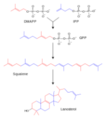 Methoden zur untersuchung anaboler steroide. Steroide Wikipedia