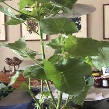 Image result for Sparrmannia africana