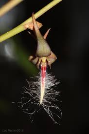 Image result for Bulbophyllum saltatorium