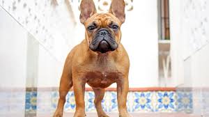 Its coat will be short and straight. French Bulldog Dog Breed Information Characteristics Daily Paws