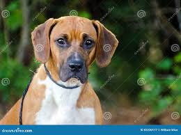 143 Floppy Ears Beagle Hound Dog Mixed Breed Stock Photos