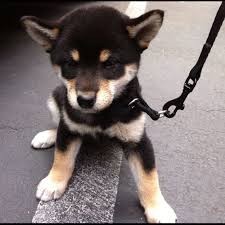 Black And Tan Shiba Inu Puppy Cute Black And Tan Shiba Inu So Cute Shiba Inu Dog Shiba Inu Shiba Inu Puppy