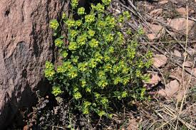 Image result for Euphorbia isacantha