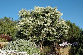 Produces red, sweet edible fruit in late summer. Seven Son Flower Heptacodium Miconioides In Burlington Waterdown Dundas Ontario Ontario On At Connon Nurseries