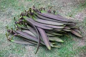 Image result for Oroxylum