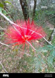 Image result for Calliandra tweedii
