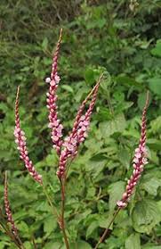 Image result for Persicaria hystricula