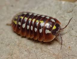 Armadillidium Sp 2 Kroatien 05 2011 Crustacea Asseln Und Andere Krebstiere Insektenfotos De Forum Assel Krebstiere Tiere