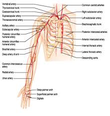 The arteries of the anterior and posterior compartments of the arm are branches of the brachial the diagram also shows that the brachial artery terminates just below the elbow joint as the radial and. Upper Extremity Anatomy Arteries Veins Muscles Free Pdf Epub Medical Books