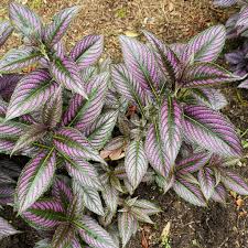Image result for Strobilanthes