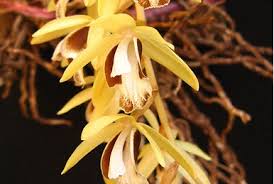 Image result for Polystachya odorata