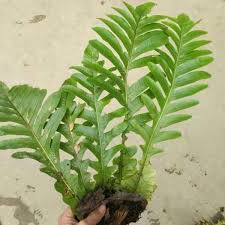 Image result for Drynaria volkensii