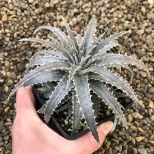 Image result for Dyckia