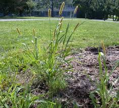 Image result for Setaria atrata