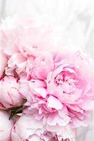 rosa pfingstrosen zart 750x1334 iphone 8 7 6 6s hintergrundbilder hd bild rosa pfingstrosen zart 750x1334 iphone