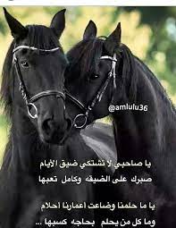 pin by cockerq on عشق البداوة arabic horse arabic words horse pictures