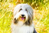 The current median price of border collies in pennsylvania is $1,025.00. Bearded Collie Breeders Near Pittsburgh Pennsylvania