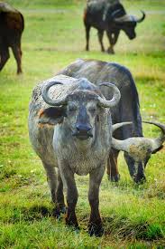 During Dinner Rainsford Tells General Zaroff How Dangerous It Can Be To Hunt Cape Buffalo Big Animals Animals Animal Planet