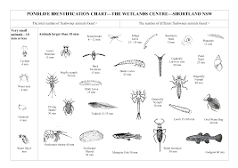 Mite Identification Chart Pondlife Identification Chart