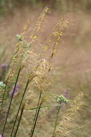 Image result for Sorghastrum stipoides