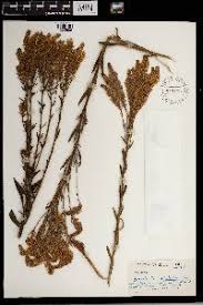 Image result for Hebenstretia dentata