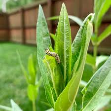 In humans, pseudomonas bacteria may cause ear, eye, and urinary tract infections, as well as other. Our First Monarch Caterpillar On Our First Milkweed Plant It S Kind Of A Big Deal Savethemonarchs Gardening