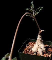 Image result for Raphionacme