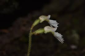 Image result for Cheirostylis