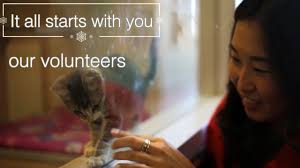 The san francisco spca is dedicated to saving, protecting, caring, and advocating for animals. Sf Spca Holiday Windows Volunteer Greeting Video Youtube
