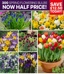 We did not find results for: Lead The Good Life 300 Spring Flowering Bulbs Now Half Price Milled