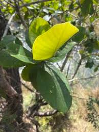 Image result for Gardenia imperialis