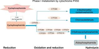 Image result for Cyclophosphamide