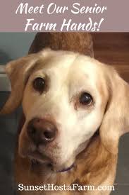 Meet Our Senior Dog Farmhands In 2020 Senior Dog Rescue Dogs Dog Love