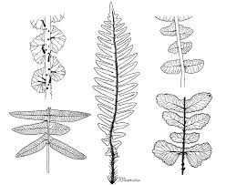 Image result for Blechnum ivohibense