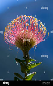 Image result for Leucospermum saxosum