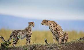Two Cheetah In The Savanna Kenya Tanzania Africa National Park Serengeti M Sponsored Sponsored Affiliate Savanna Serengeti Savanna Nature Images