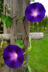 Calientell Morning Glory Flowers Flowering Vines Beautiful Flowers