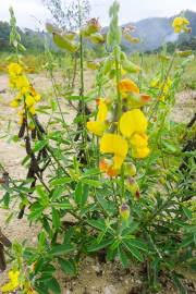 Image result for Crotalaria rhodesiae