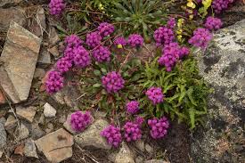 Image result for Eriosema monticola