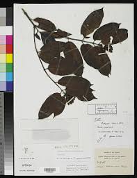 Image result for Alafia caudata