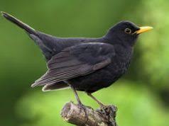 Vogelfutterhaus Selber Bauen Bauanleitung Gartendialog De Amsel Vogel Im Winter Heimische Vogel