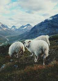 Log In Tumblr Animals Friends Animals Wild Animal Photography