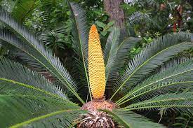 See more ideas about sago palm tree, sago palm, palm trees. Sago Palm With Flower Head Photograph By David Lee Thompson