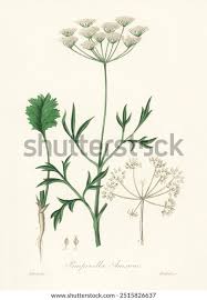 Image result for Pimpinella buchananii