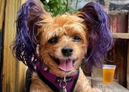 Lehigh Valley Style's 12th Annual Pet Photo Contest