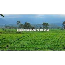 Kebun halaban seluas 1.615 hektar,kelas produksi kelas iii. Solok Selatan Tours 2016