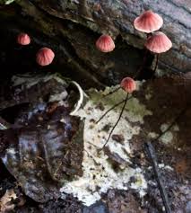 Image result for Marasmius sp.